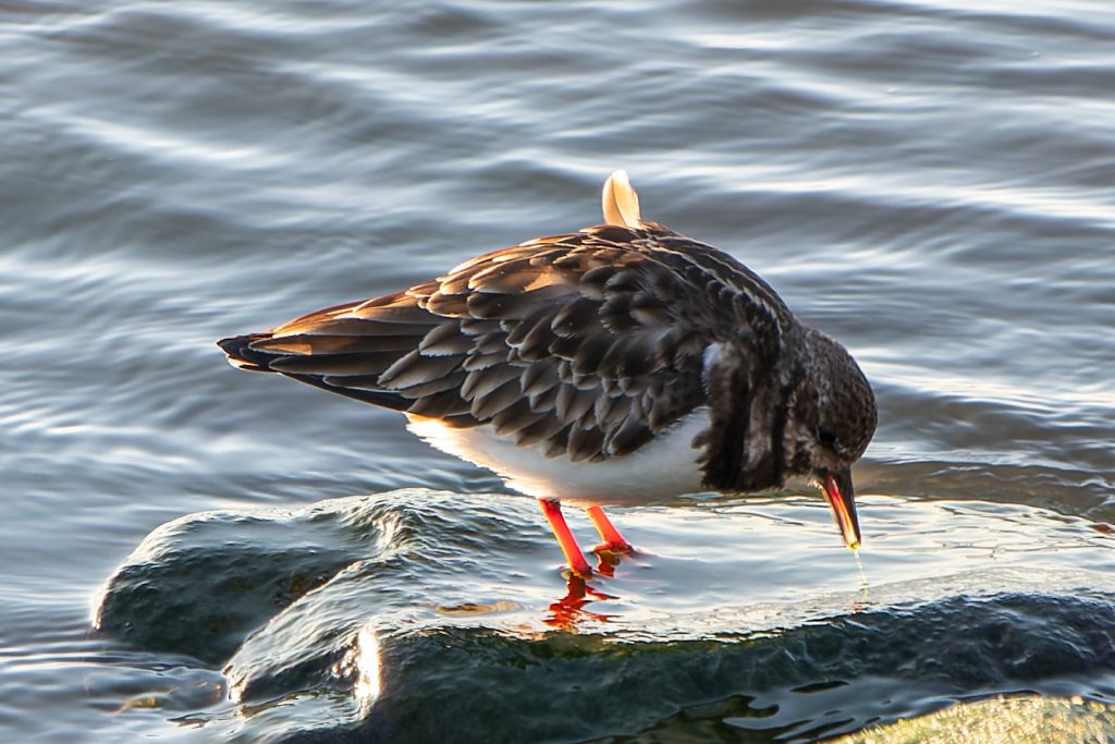 Steinwälzer an der Nordsee_mda